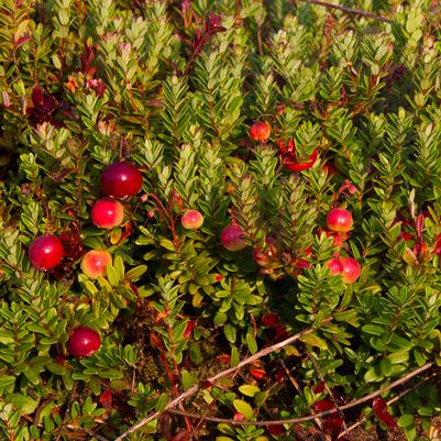Vaccinium macrocarpon 'Pilgrim'