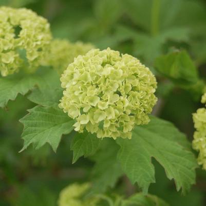 Viburnum opulus 'Roseum'