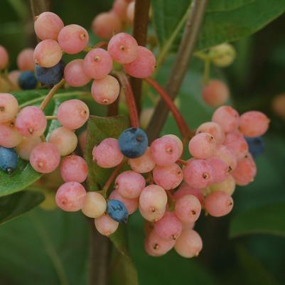 Viburnum nudum 'Winterthur'