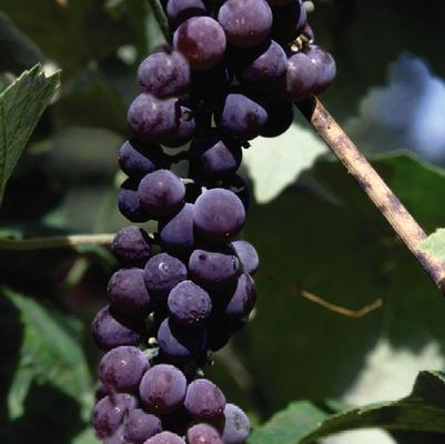 Vitis x 'Canadice'