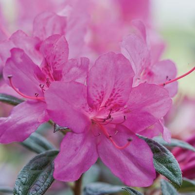 Azalea x Encore® Autumn Amethyst®