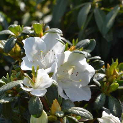 Azalea 'Girard's Pleasant White'