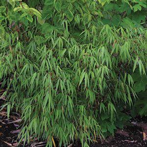 Bamboo fargesia Scabrida