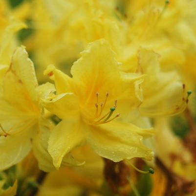 Azalea Northern Lights 'Lemon Lights'