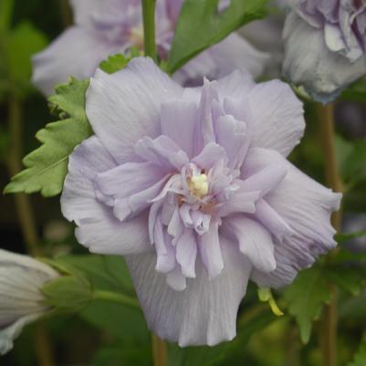 Hibiscus syriacus Blue Chiffon®