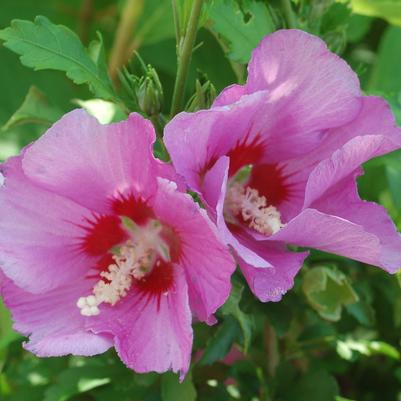 Hibiscus syriacus Violet Satin®