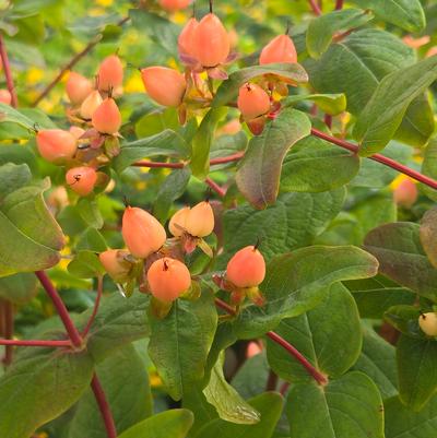 Hypericum inodorum Pumpkin