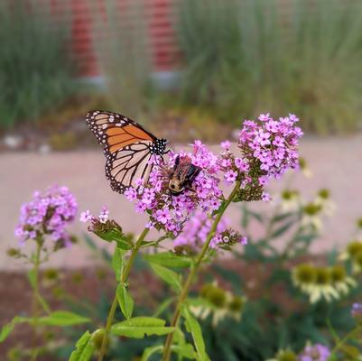 Phlox paniculata 'Jeana'