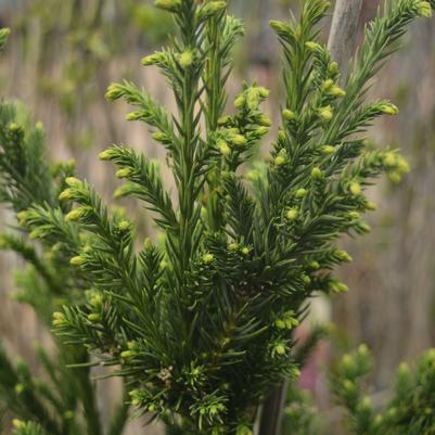 Cryptomeria japonica 'Black Dragon'