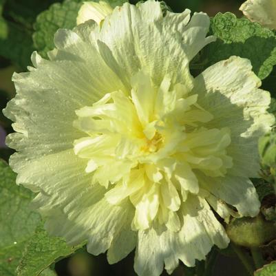 Alcea rosea annua Spring Celebrities Lemon