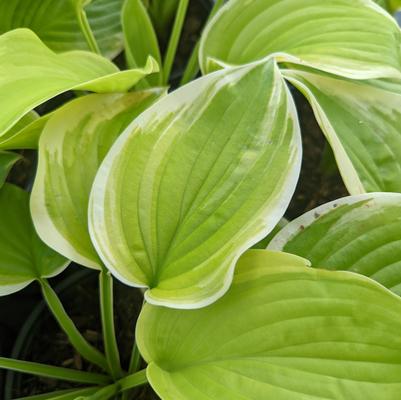 Hosta 'Fragrant Bouquet'