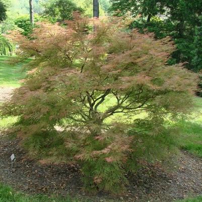 Acer palmatum 'Baldsmith'