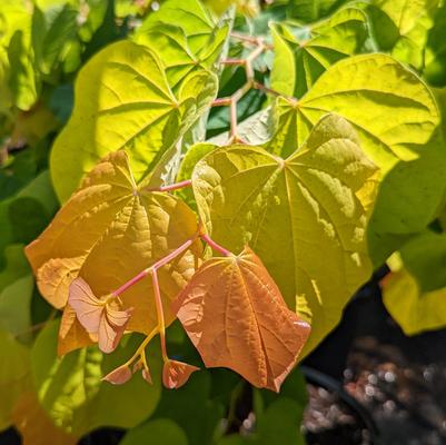 Cercis canadensis Rising Sun