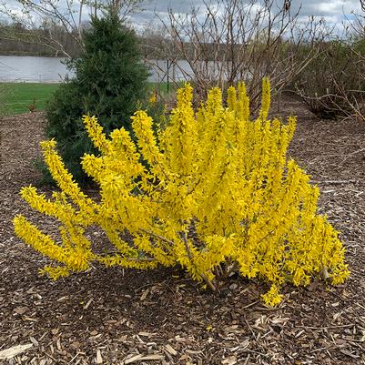 Forsythia Show Off® Sugar Baby®