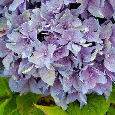 Hydrangea mac. Let's Dance® Let's Dance® Rhythmic Blue®