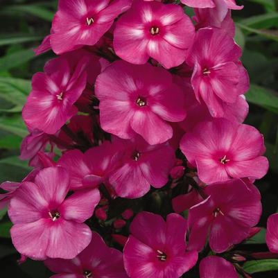 Phlox paniculata Bubblegum Pink™