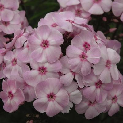 Phlox paniculata Cotton Candy™