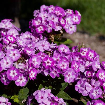 Phlox paniculata Grape Lollipop™
