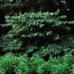Viburnum plicatum f. tomentosum 'Shasta'