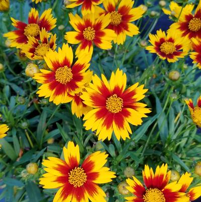 Coreopsis Li'l Bang™ Li'l Bang™ Daybreak