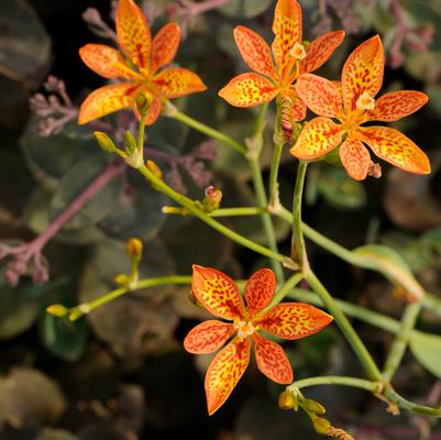Belamcanda chinensis 