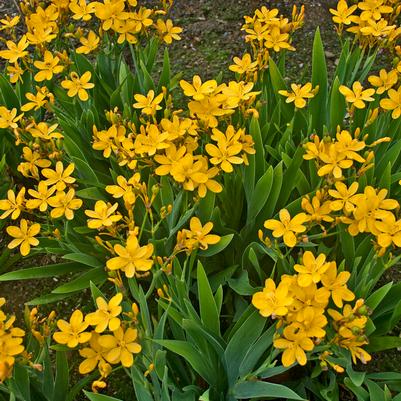 Belamcanda chinensis 'Hello Yellow'