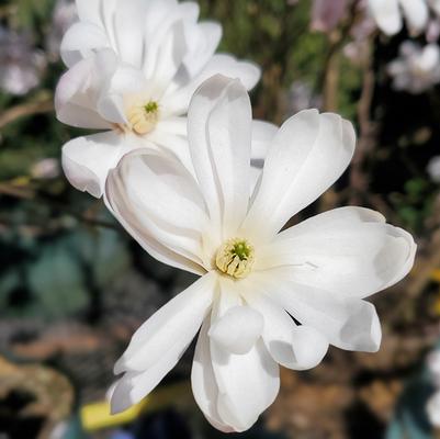 Magnolia stellata 'Royal Star'