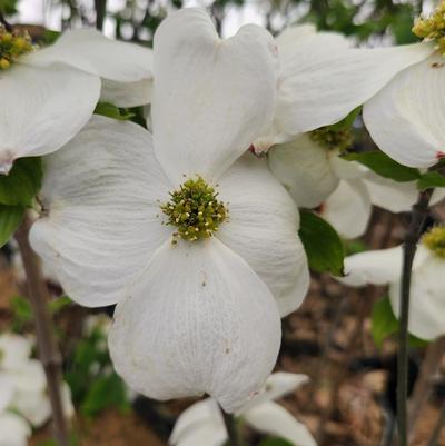 Cornus florida 'Cloud 9'