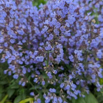 Nepeta faassenii 'Purrsian Blue'