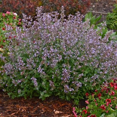 Nepeta faassenii 'Cat''s Meow'