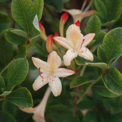 Azalea viscosum 'Lemon Drop'