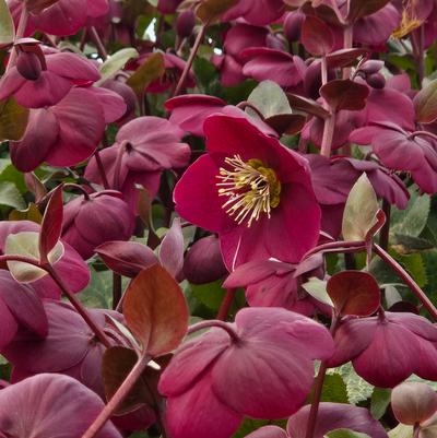 Helleborus Frostkiss® Anna's Red