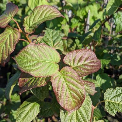 Actinidia kolomikta 'Red Beauty'