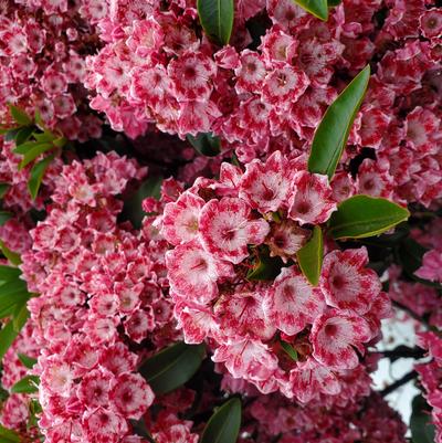 Kalmia latifolia Keepsake