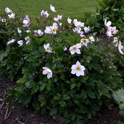 Anemone x 'Wild Swan'