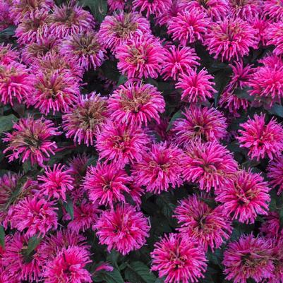 Monarda Sugar Buzz™ Bubblegum Blast