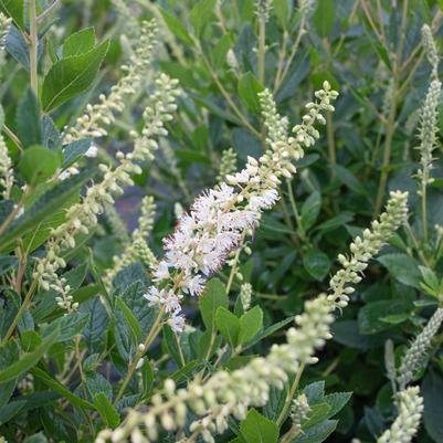 Clethra alnifolia 