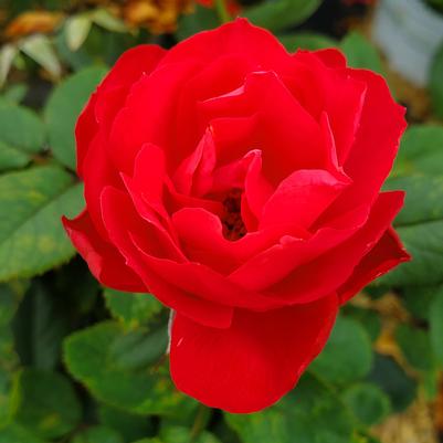 Rosa Oso Easy Double Red®