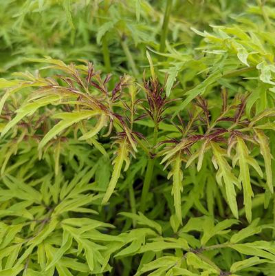 Sambucus racemosa Lemony Lace®