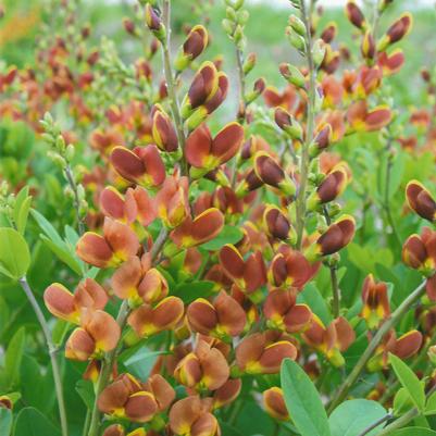 Baptisia hybrid Decadence® Decadence® Cherries Jubilee