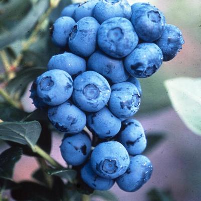 Vaccinium corymbosum 'Duke'