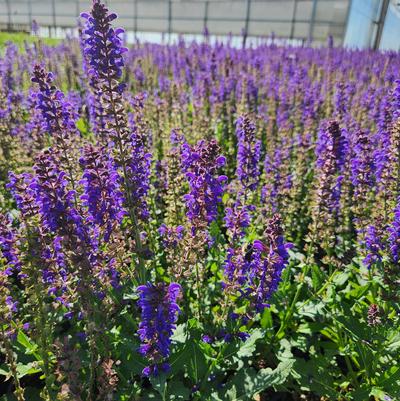 Salvia nemerosa Sallyrosa™ April Night