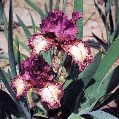 Iris germanica Rock Star
