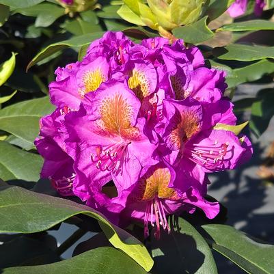 Rhododendron x Dandy Man® Purple