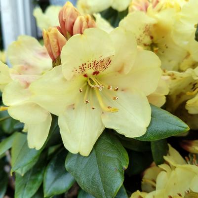 Rhododendron yak. Miyama™ 'Gold Prinz'