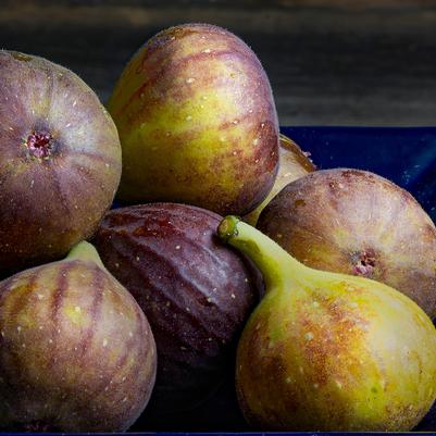 Ficus Bensonhurst Purple