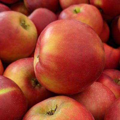 Malus X Crimsoncrisp™