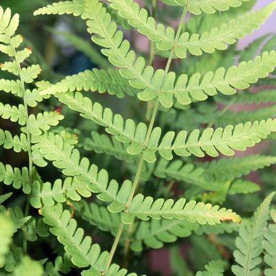 Dryopteris marginalis 