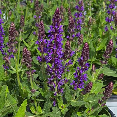 Salvia Color Spires® Color Spires® Violet Riot