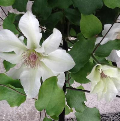 Clematis x Boulevard® Kitty™